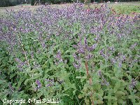 Mentha x dalmatica